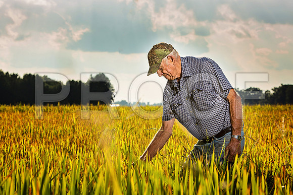056R_Ahrent2019